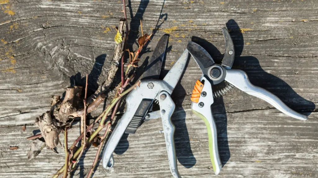 Tesoura de poda desgastada ao lado de galhos cortados de forma irregular, ilustrando erros comuns no uso da ferramenta
