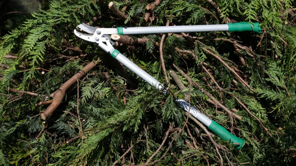 Ferramenta certa de poda evita esforço e erro ao utilizar tesoura de poda adequada para galhos