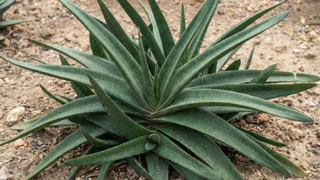 Gasteria acinacifolia cultivada no solo, suculenta de porte maior e folhas alongadas, conhecida pela resistência e fácil adaptação.