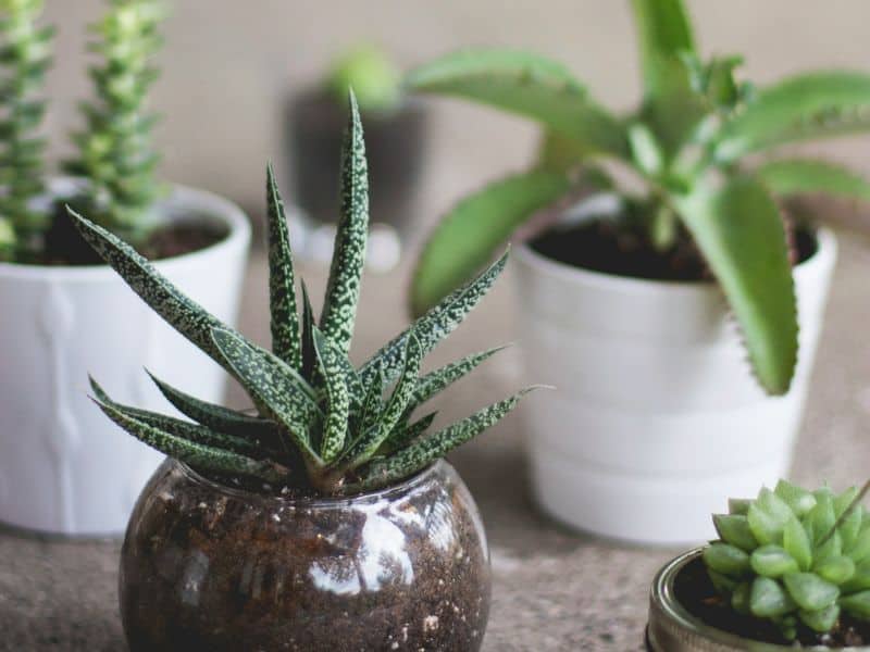 Gasteria cultivada em vasos decorativos dentro de casa, mostrando como a suculenta se adapta bem a ambientes internos iluminados.