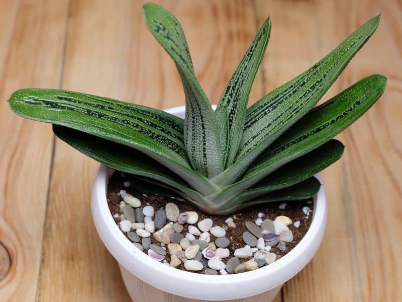 Gasteria bicolor cultivada em vaso com substrato drenável, suculenta resistente ideal para ambientes internos