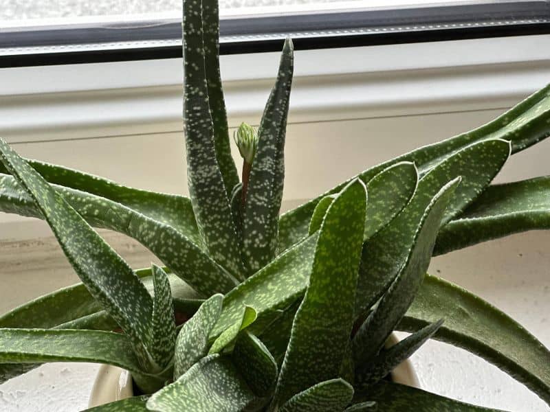 Gasteria carinata cultivada em vaso, suculenta resistente com folhas alongadas e manchadas, ideal para ambientes internos