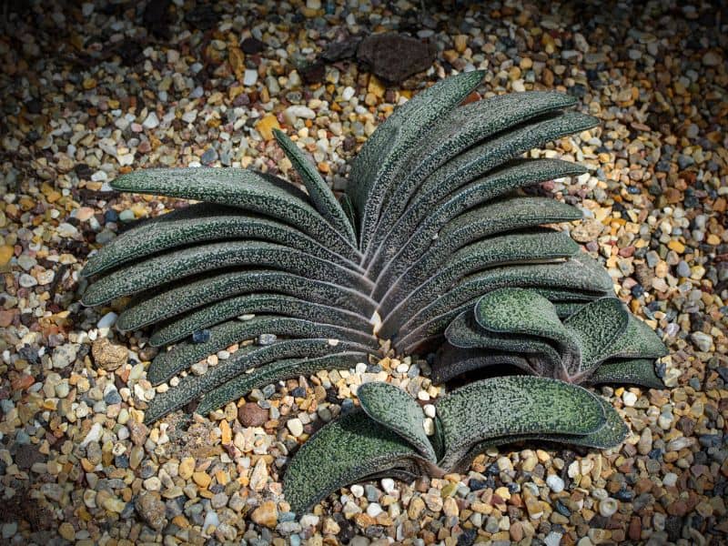 Gasteria cultivada em solo pedregoso com folhas grossas e crescimento compacto, exemplo de cuidados corretos com a suculenta
