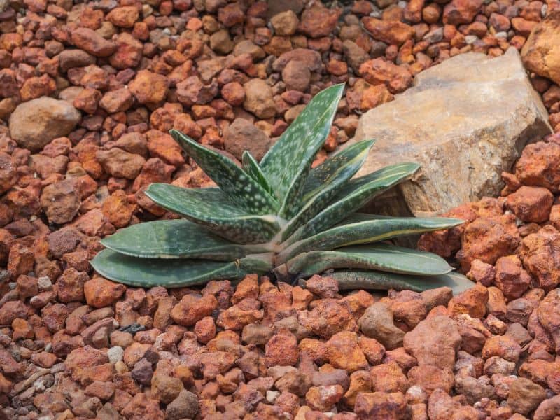 Espécie de gasteria cultivada em solo pedregoso, destacando a resistência e adaptação da suculenta