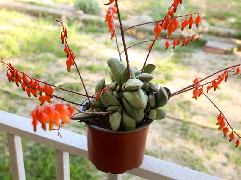 Gasteria glomerata em vaso com hastes florais alaranjadas cultivada em ambiente externo