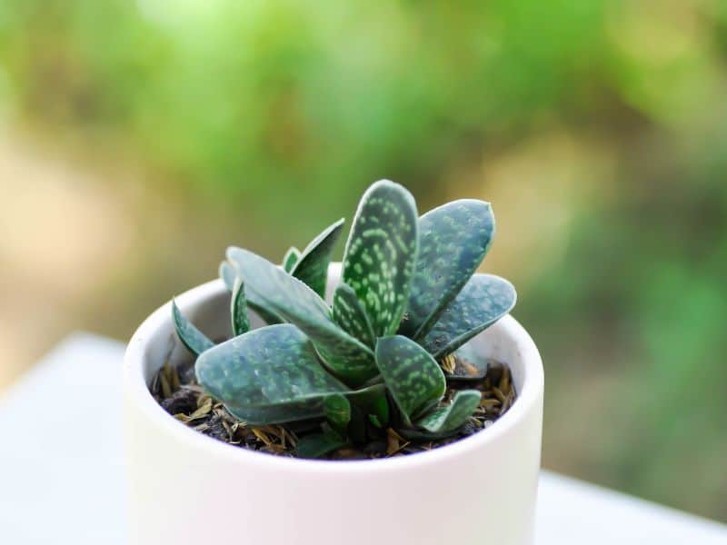 Gasteria gracilis cultivada em vaso pequeno, suculenta resistente ideal para ambientes internos
