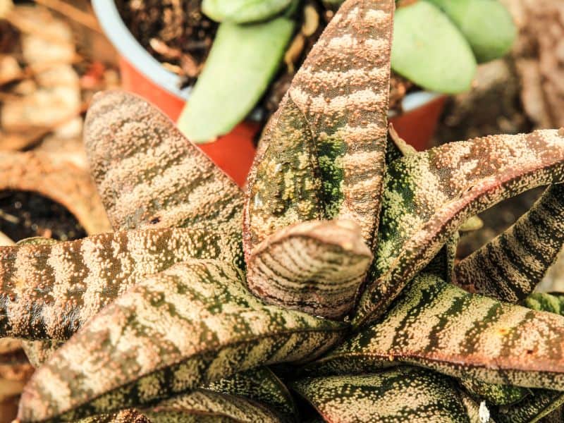 Híbridos de gasteria com folhas espessas e texturizadas, cultivados em vaso, ideais para ambientes internos