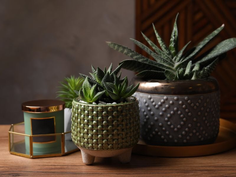 Gasteria cultivada em vaso decorativo, suculenta resistente e ideal para ambientes internos com luz indireta