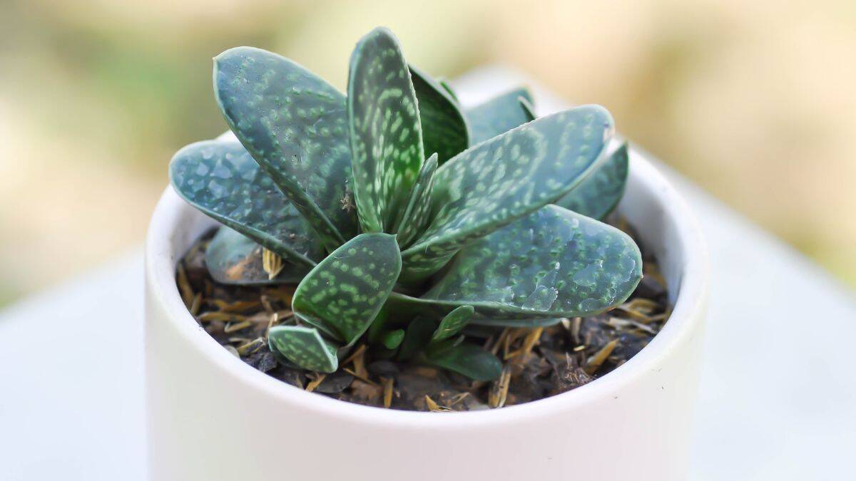 Gasteria cultivada em vaso branco, suculenta resistente ideal para dentro de casa