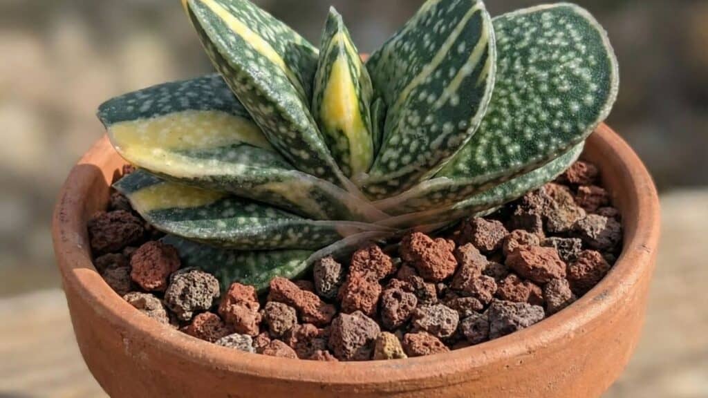 Gasteria variegata cultivada em vaso, suculenta de folhas verdes com variação amarela, ideal para ambientes internos