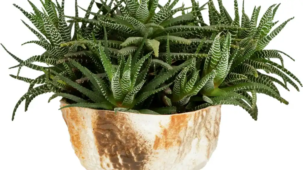 haworthia attenuata formando touceira, com folhas verdes alongadas e listras brancas