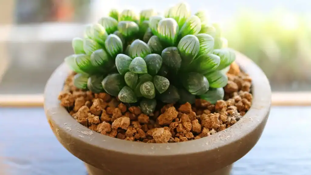 haworthia cooperi com folhas translúcidas em formato arredondado, cultivada em vaso