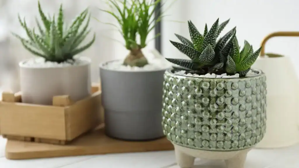 haworthia-dentro-de-casa-ambiente-interno