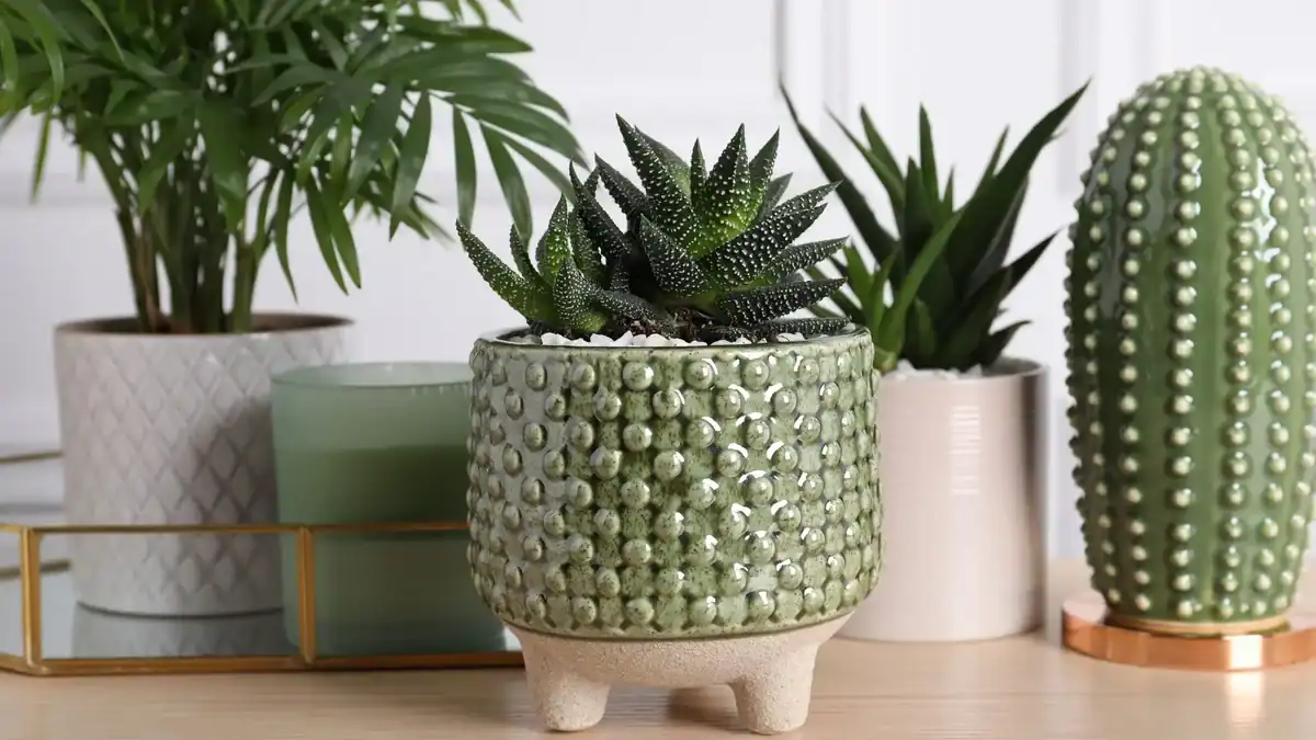 haworthia cultivada em vaso decorativo, ideal para dentro de casa, com outras suculentas ao fundo