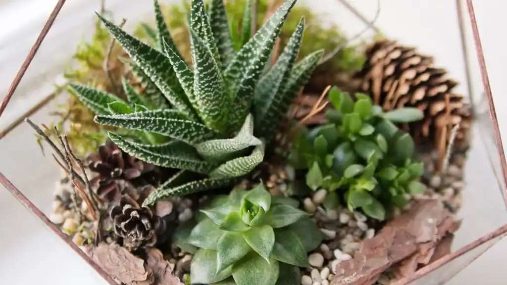 haworthia combinada com outras suculentas em arranjo decorativo equilibrado