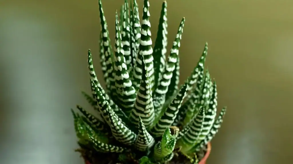haworthia fasciata com folhas alongadas e listras brancas, formando roseta vertical