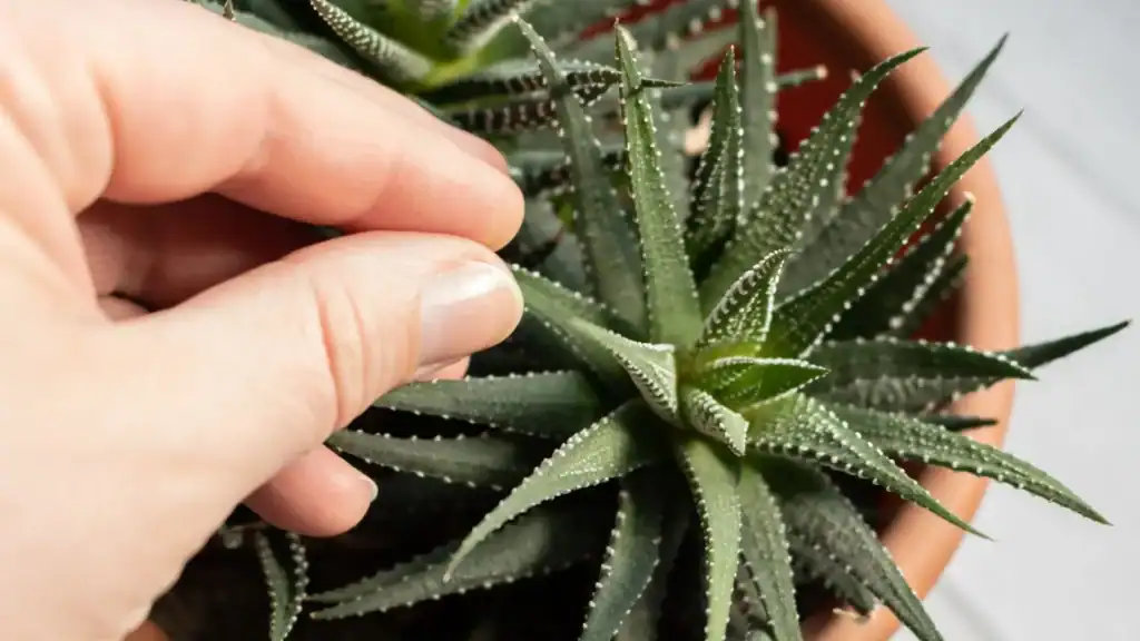 haworthia com folhas espessas e pontiagudas, destacando a textura natural da suculenta