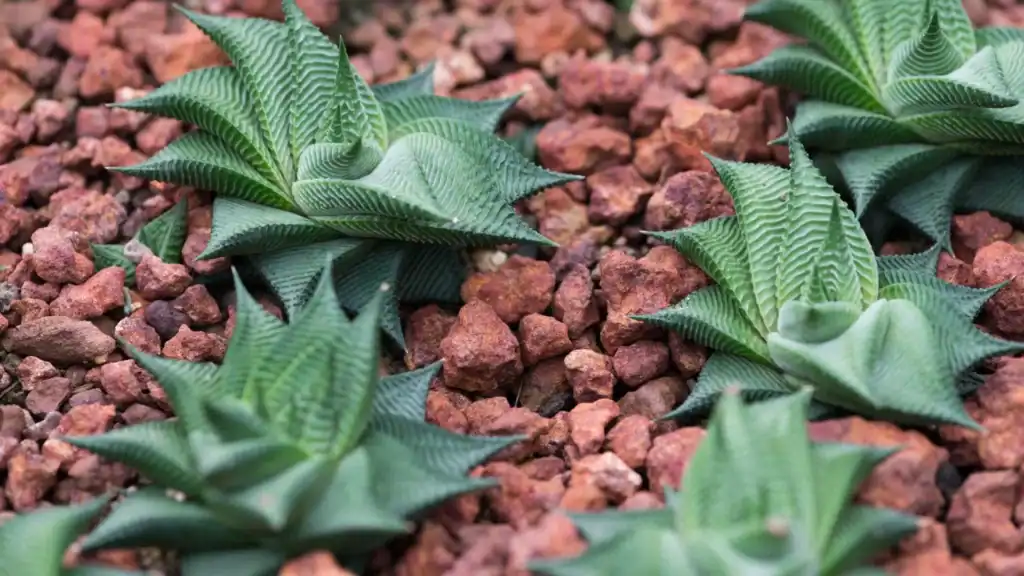 haworthia limifolia com folhas em relevo e formato compacto, cultivada em substrato pedregoso