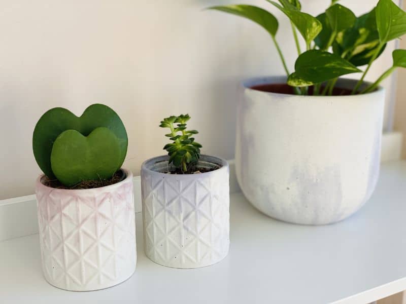 Hoya kerrii em formato de folha ao lado de uma suculenta crescendo em vaso