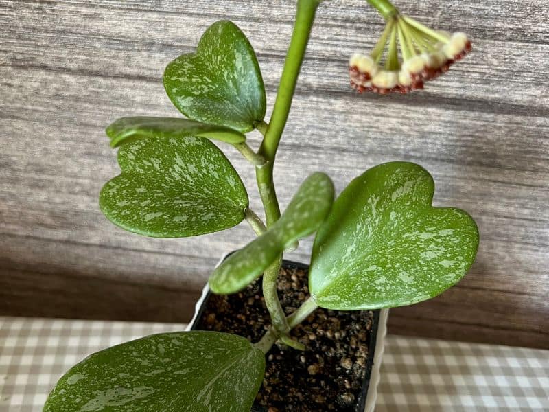 Planta hoya kerrii com caule, folhas em formato de coração e início de florada