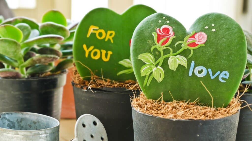 Folhas de hoya kerrii decoradas com pinturas em vasos, conhecidas como suculenta coração