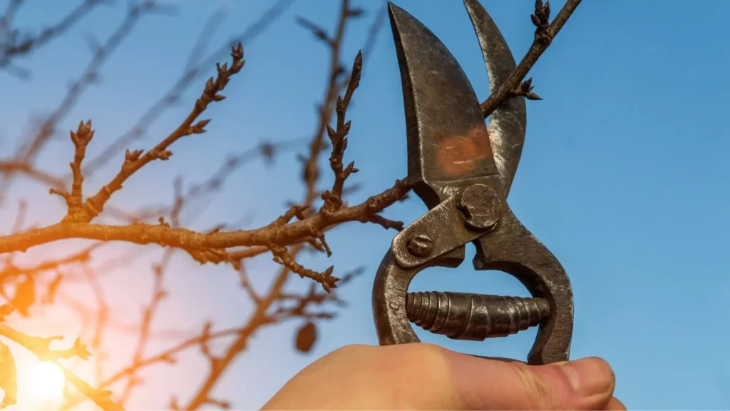 lua para podas sendo aplicada no corte de galho durante o período mais indicado para poda