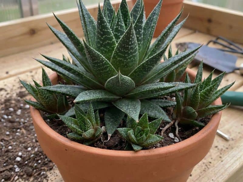 Mudas de aloe aristata formadas por brotos laterais ao redor da planta-mãe em vaso