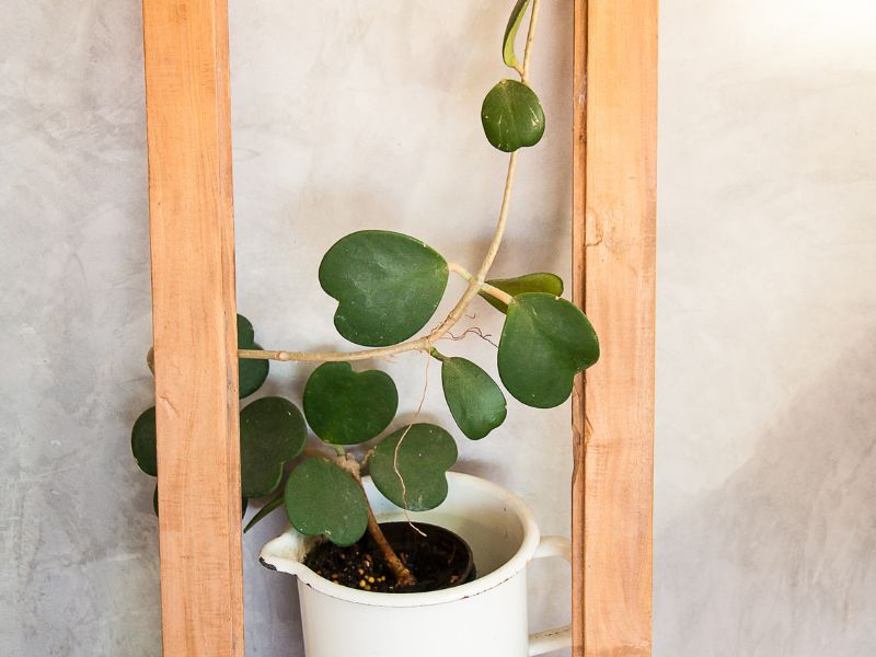 Hoya kerrii verdadeira crescendo com caule e folhas em formato de coração