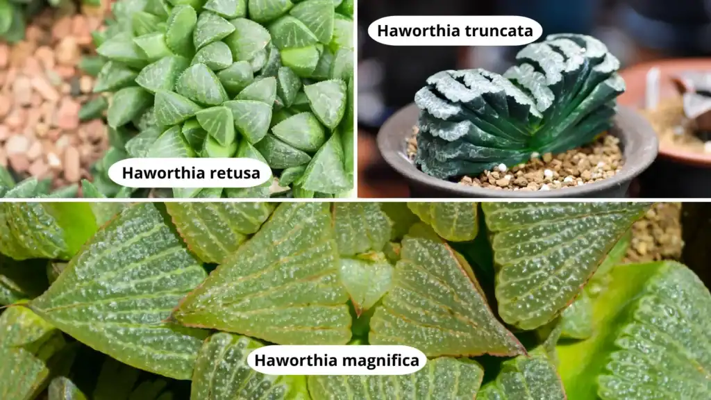 outras variedades de haworthia, incluindo retusa, truncata e magnifica, com diferentes formatos de folhas