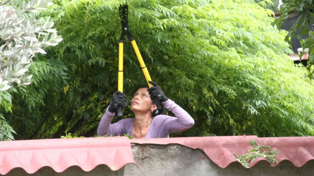 poda mal feita sendo corrigida para recuperar a planta sem causar mais estresse