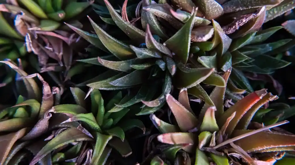 problemas comuns na haworthia, com folhas ressecadas e sinais de estresse no cultivo