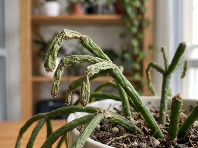 Rhipsalis macarrão com caules enrugados e ressecados, mostrando problemas comuns no cultivo causados por estresse hídrico e manejo incorreto em ambiente interno.