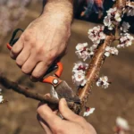 quando podar plantas para estimular a floração e a frutificação sem prejudicar a árvore