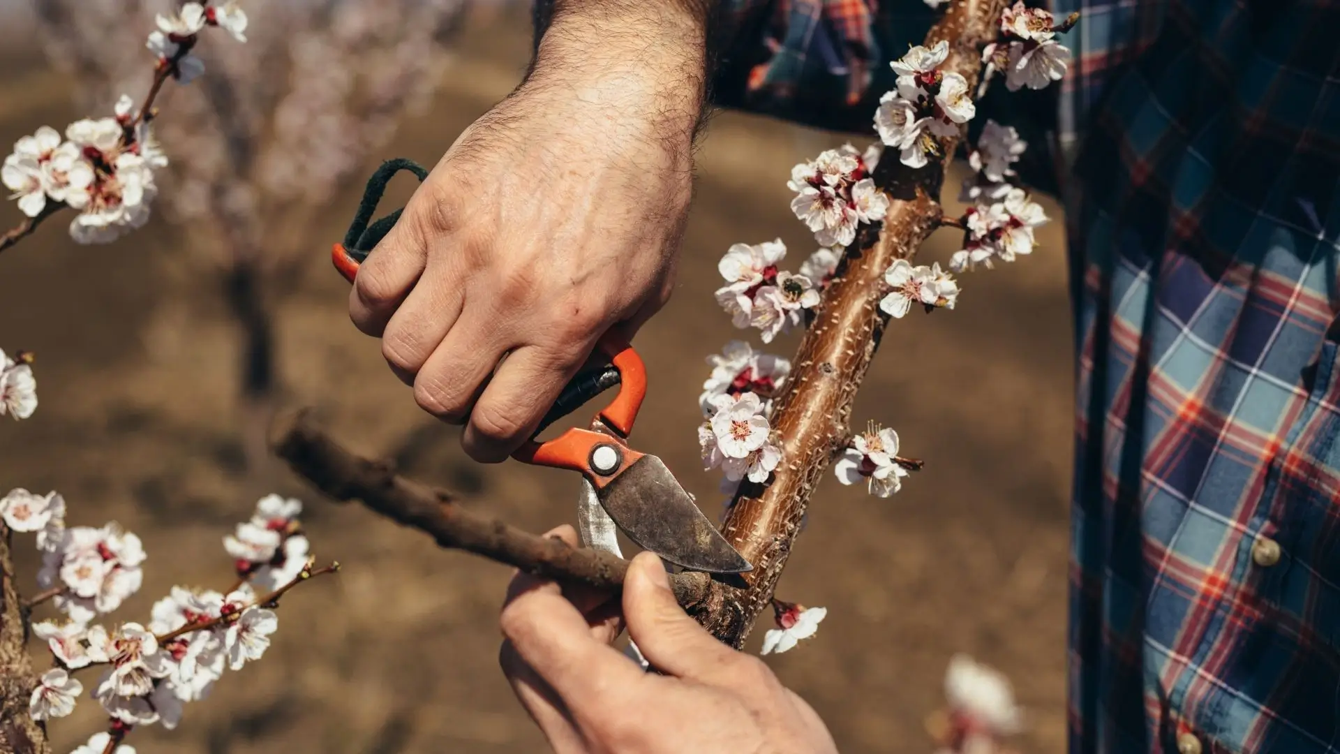 quando podar plantas para estimular a floração e a frutificação sem prejudicar a árvore