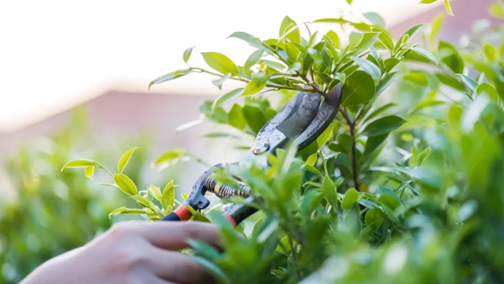 quando podar plantas é só o começo, a tesoura certa garante cortes precisos e plantas saudáveis