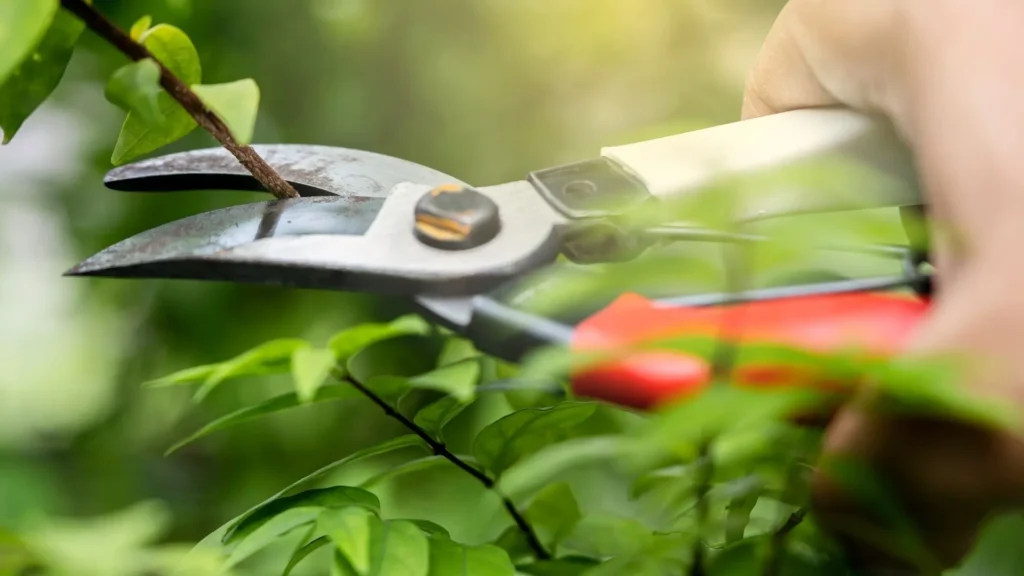 quando podar plantas corretamente faz diferença na saúde, floração e recuperação após a poda