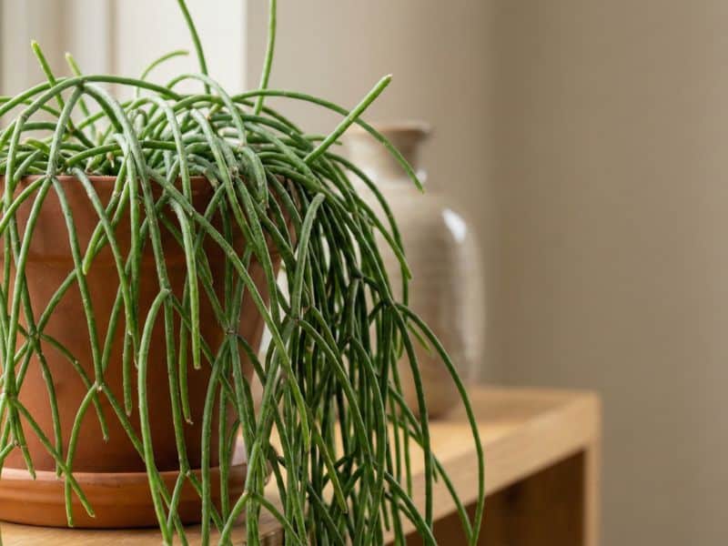 Rhipsalis macarrão saudável em vaso de cerâmica, com caules pendentes longos, cultivada dentro de casa em ambiente iluminado e decorativo