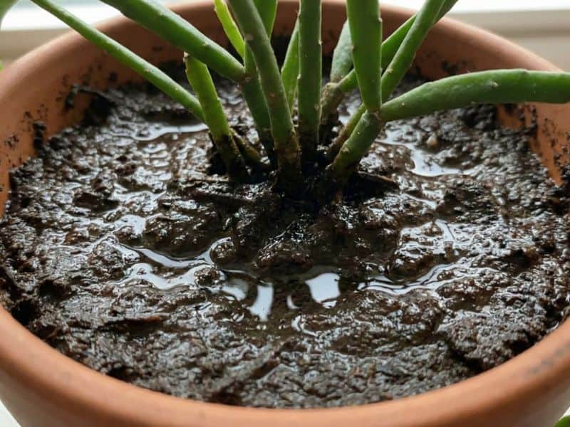 Excesso de água causando apodrecimento da base da rhipsalis macarrão cultivada em vaso dentro de casa