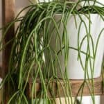 Rhipsalis macarrão cultivada em vaso decorativo, com caules longos e pendentes, ideal para ambientes internos bem iluminados