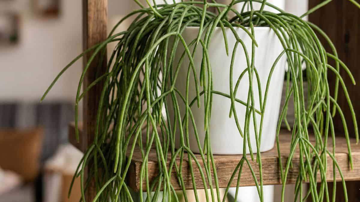 Rhipsalis macarrão cultivada em vaso decorativo, com caules longos e pendentes, ideal para ambientes internos bem iluminados