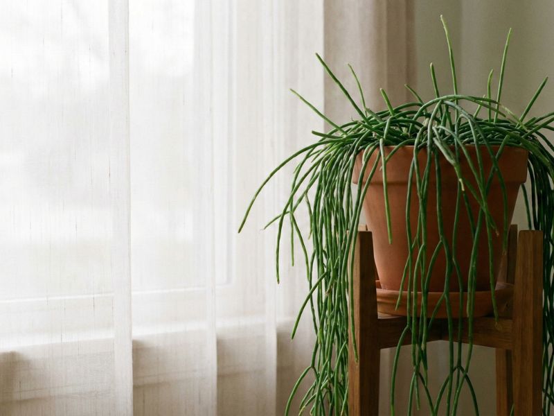 Rhipsalis macarrão cultivada dentro de casa, próxima à janela com luz indireta, mostrando como a planta se adapta bem sem sol direto.