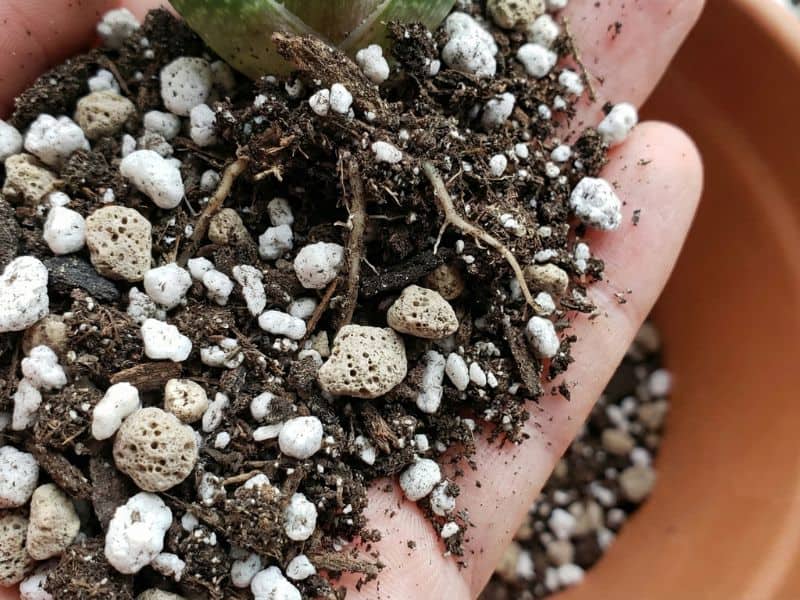 Substrato ideal para aloe aristata com boa drenagem, composto por terra, perlita e materiais minerais