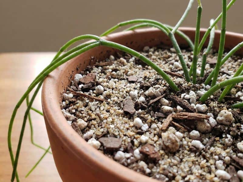 Substrato bem drenado para rhipsalis macarrão em vaso, mostrando a mistura ideal para evitar excesso de água e apodrecimento da planta