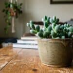 Suculenta ornamental em vaso de cerâmica sobre mesa de madeira, usada como imagem de capa do artigo sobre suculenta coração partido