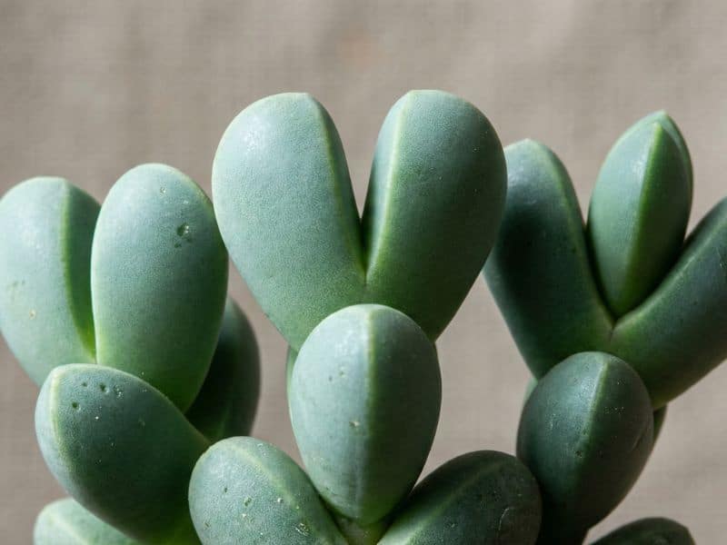 Folhas da suculenta coração partido (Corpuscularia lehmannii) com formato de coração dividido