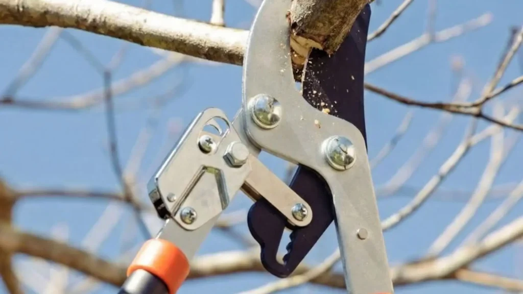 Tesoura de poda com cabo longo realizando corte preciso em galho, influenciando diretamente na qualidade do corte