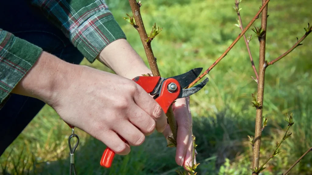 Tesoura de poda manual sendo usada para cortar galho fino de planta durante poda de manutenção no jardim