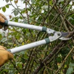 Tesoura de poda para galhos grossos sendo usada no corte de galho resistente no jardim