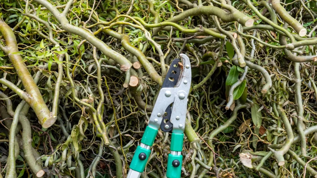 Tipo de galho influencia na escolha da tesoura de poda, mostrando galhos grossos e ferramenta adequada