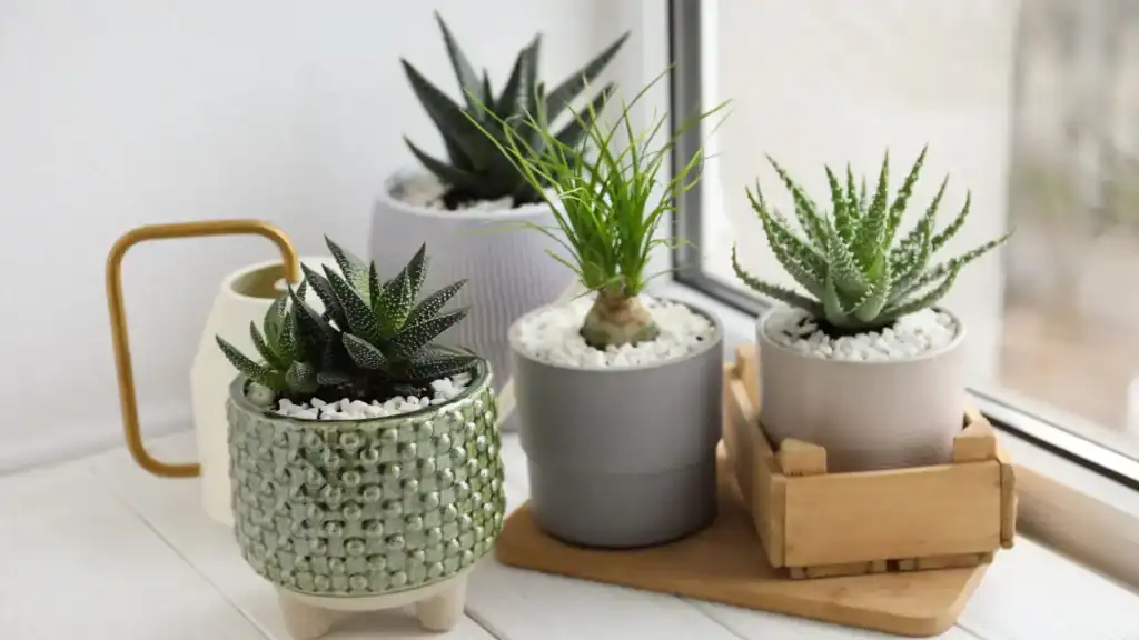 tipos de haworthia cultivados em vasos, mostrando diferentes formatos e texturas das suculentas